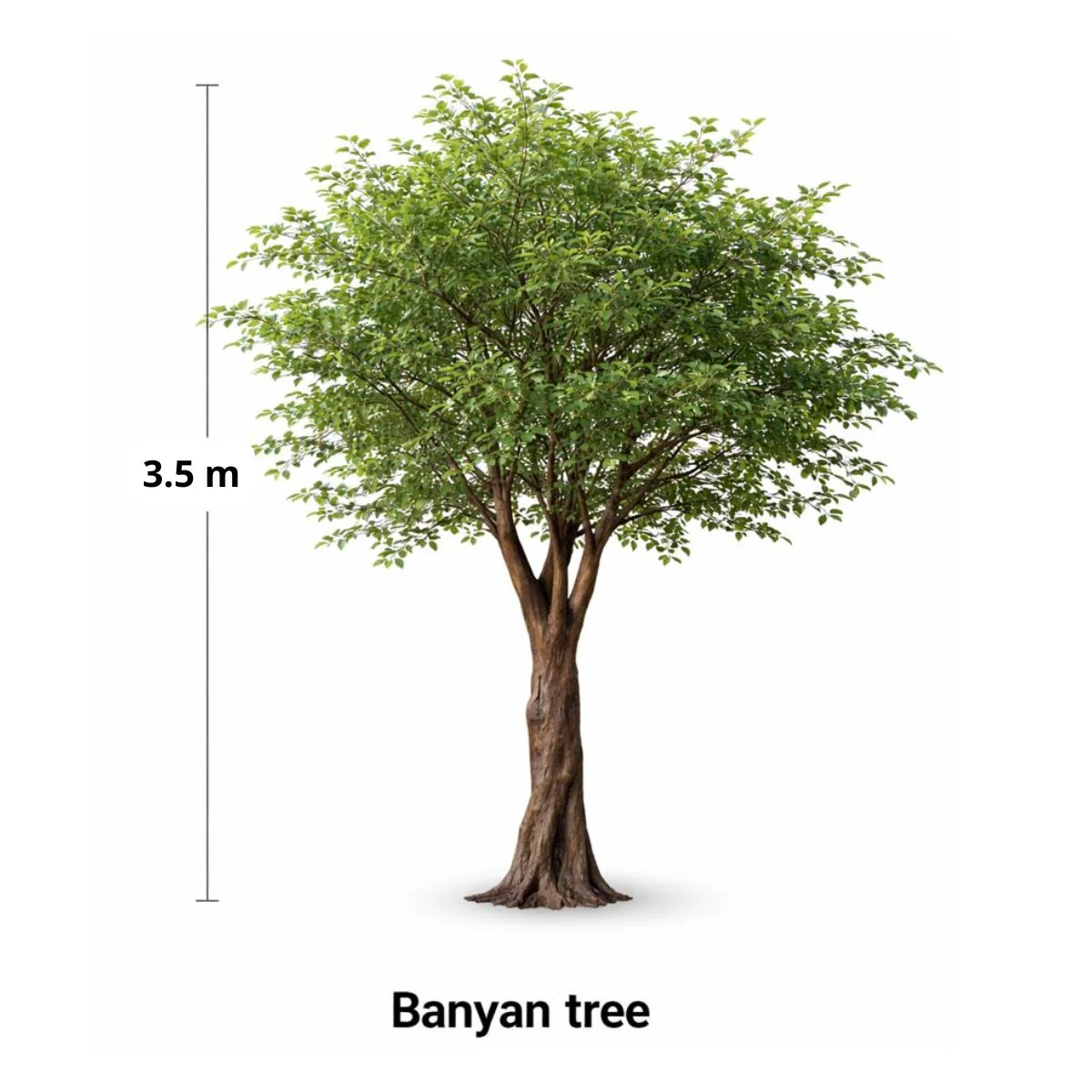 Árbol Banyan Artificial Decorativo Para Interior 3.5Mts. - Image 2