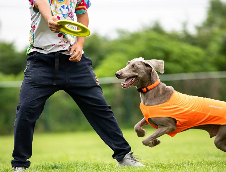 Frisbee Disco Volador De Juego Para Mascotas - Image 3
