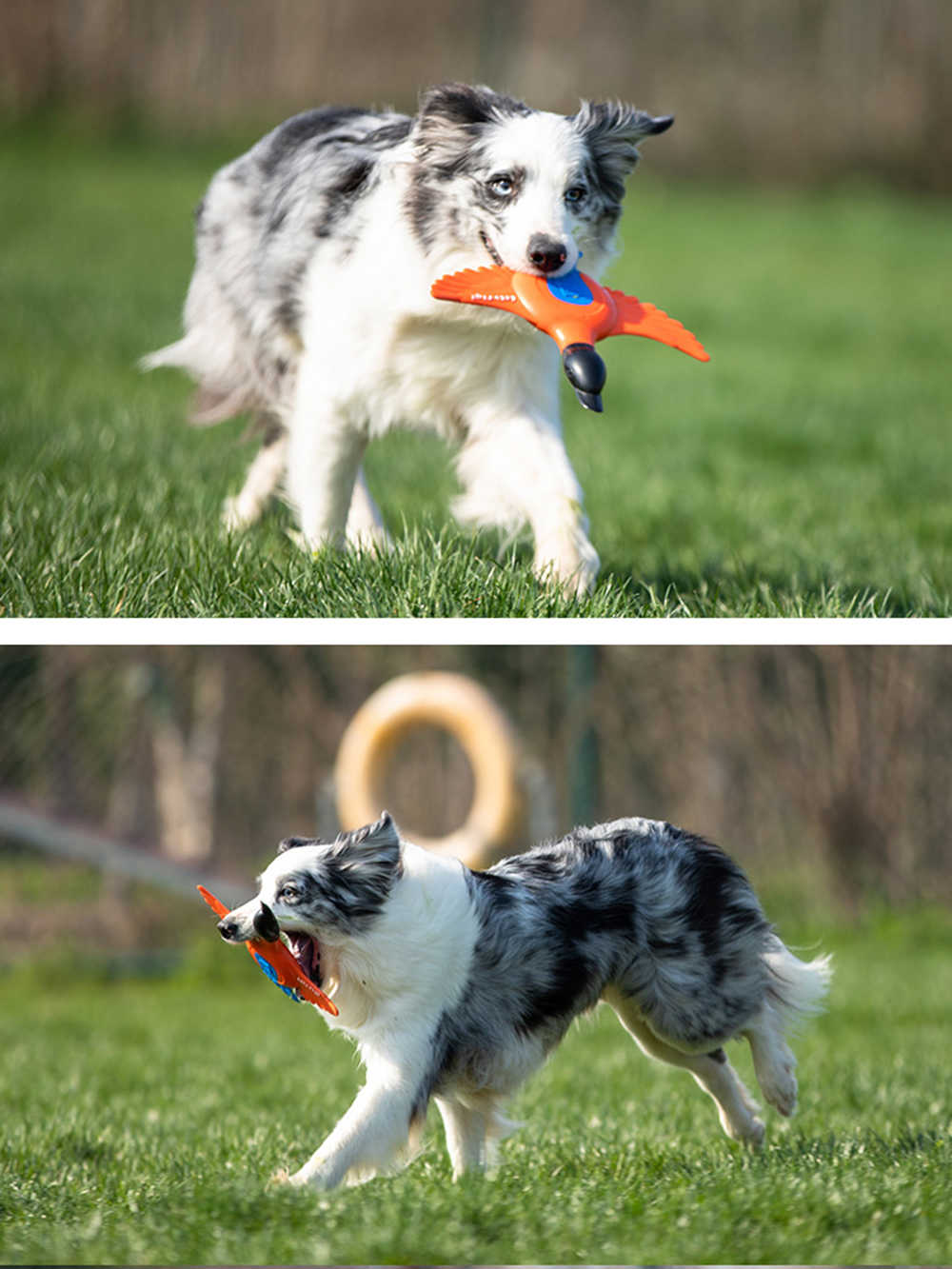 Juguete Frisbee Lets Fly Pato Para Mascota - Image 3