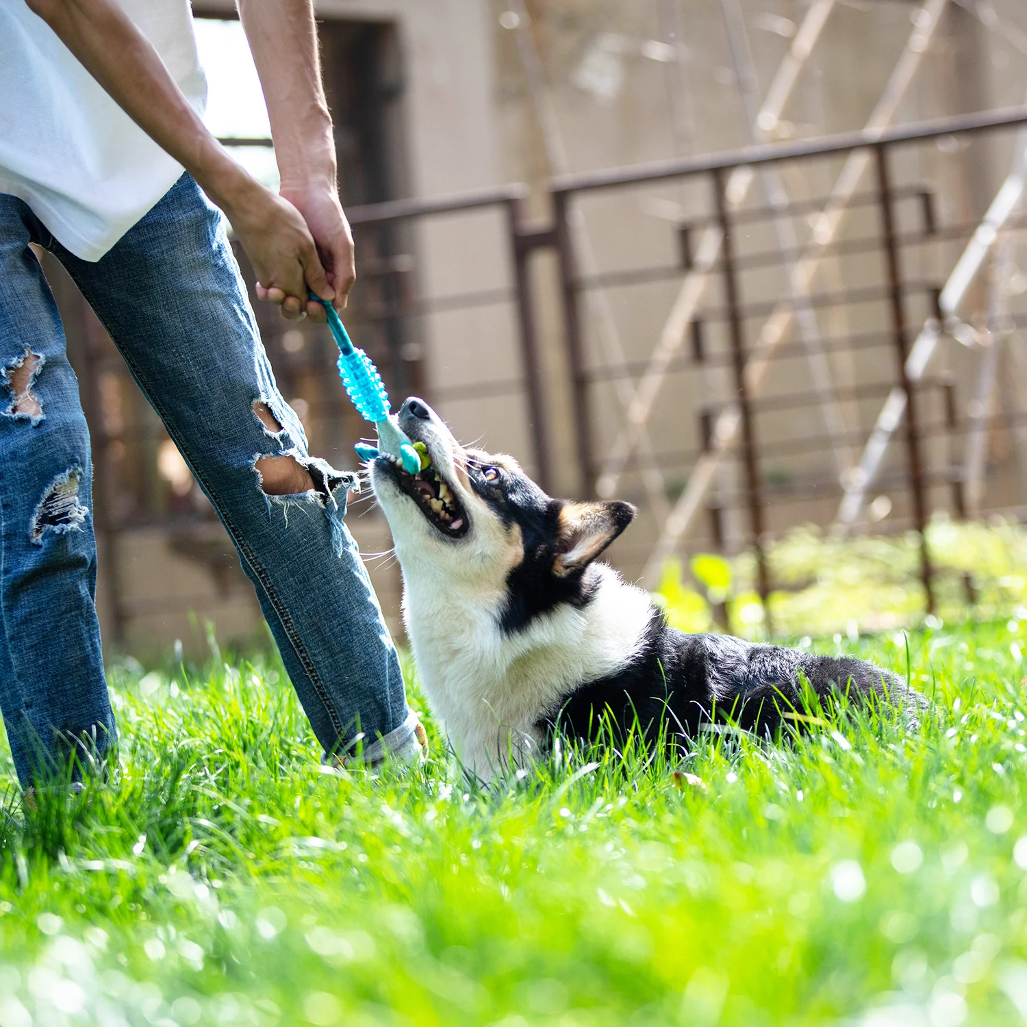 Juguete Suppa Conejo Azul Para Mascotas Pequeñas - Image 3