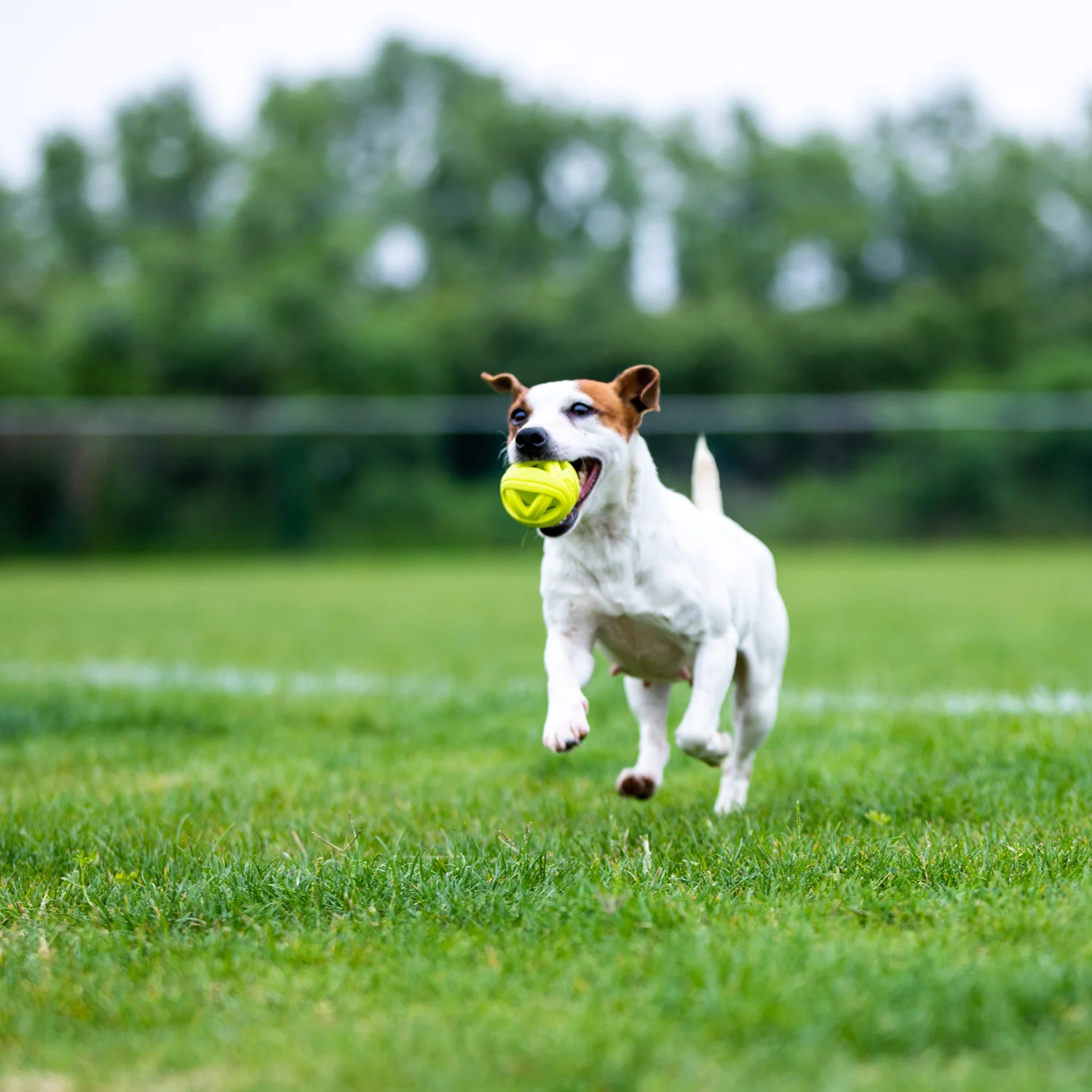 Pelota Breezy Amarilla 2 Unidades Para Mascota - Image 3