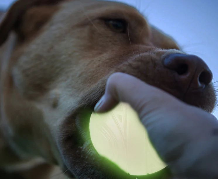 Pelota Luminiscente Neón De Carga Solar Para Mascota - Image 5