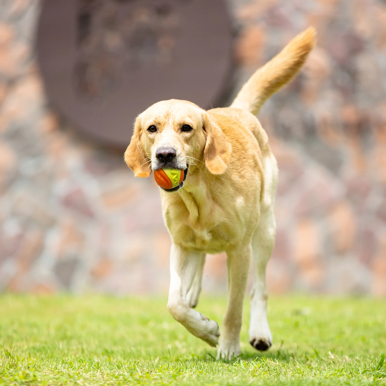 Pelota Resistente X-FOAM Naranja Para Mascota - Image 4