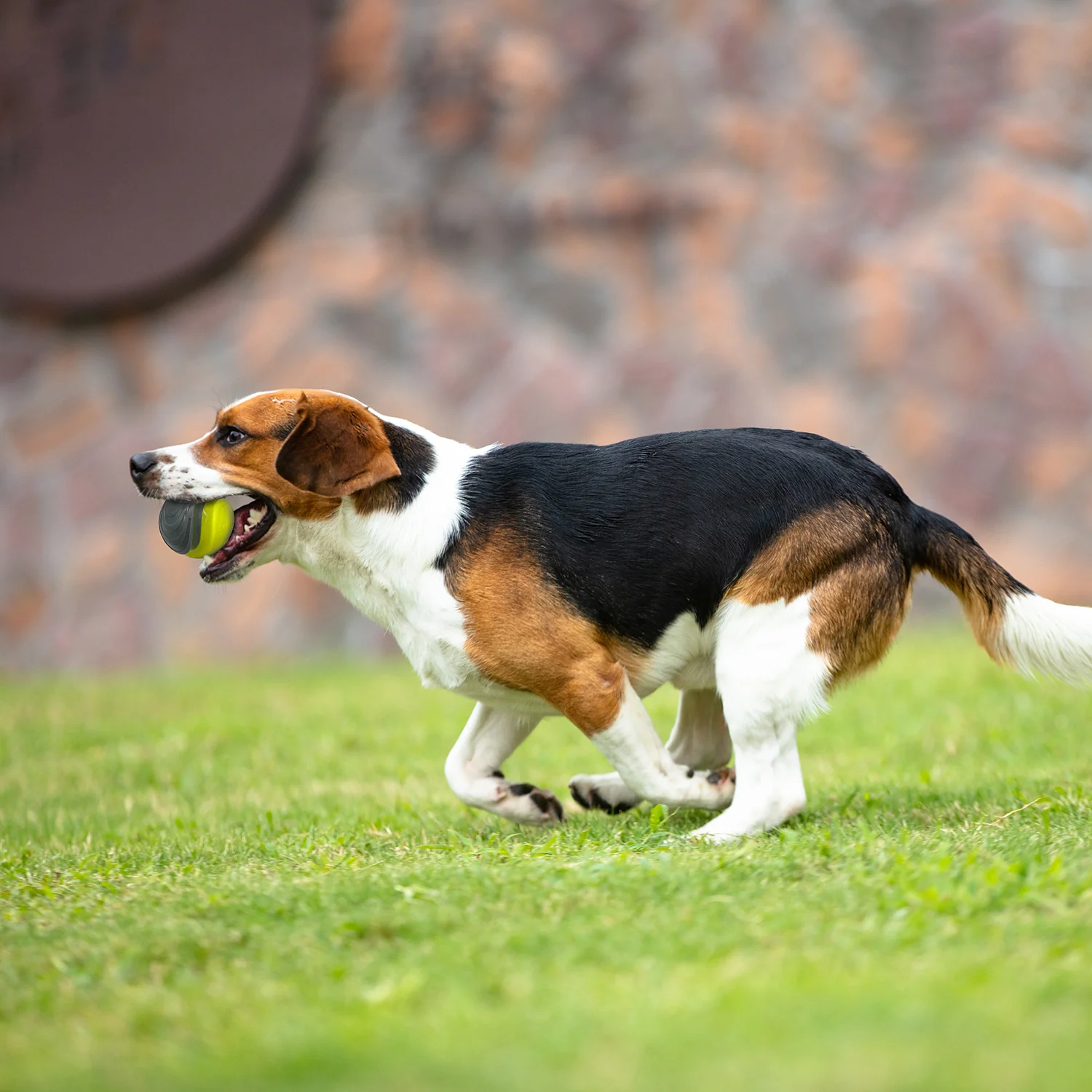 Pelota Silbadora Mediana Para Mascota - Image 3
