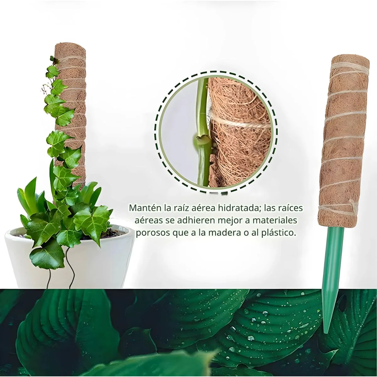Poste De Fibra De Coco Natural 52Cmx12cm Para Plantas Trepadoras (Unidad). Poste De Musgo.Tutor Ideal Para Enderezar Y Guiar Plantas. - Image 3