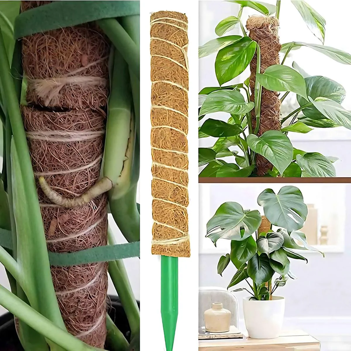 Poste De Fibra De Coco Natural 52Cmx12cm Para Plantas Trepadoras (Unidad). Poste De Musgo.Tutor Ideal Para Enderezar Y Guiar Plantas. - Image 5