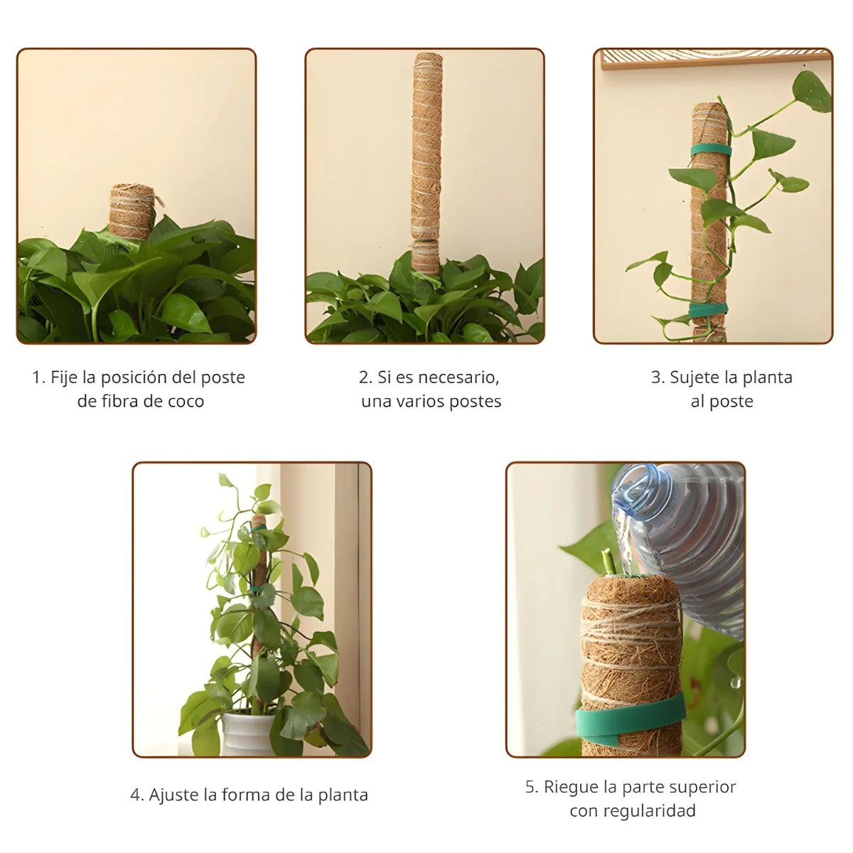 Poste De Fibra De Coco Natural 52Cmx12cm Para Plantas Trepadoras (Unidad). Poste De Musgo.Tutor Ideal Para Enderezar Y Guiar Plantas. - Image 6