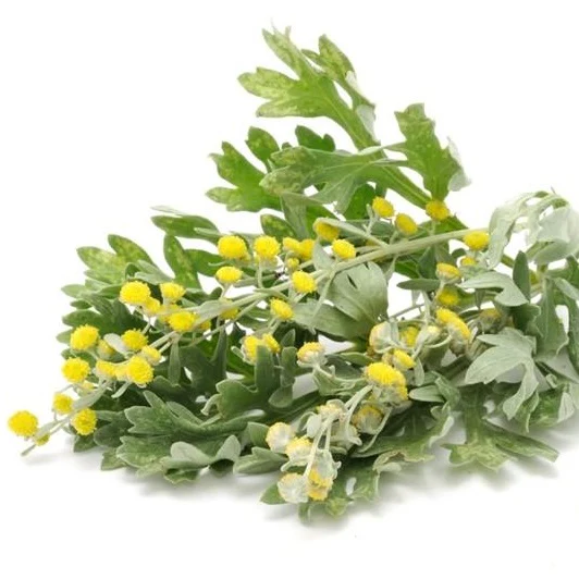 Semillas De Ajenjo, Hierba Medicinal (100% Heirloom / No Híbrido / No GMO). 300 Semillas Aprox. - Image 3