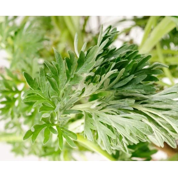 Semillas De Ajenjo, Hierba Medicinal (100% Heirloom / No Híbrido / No GMO). 300 Semillas Aprox. - Image 4
