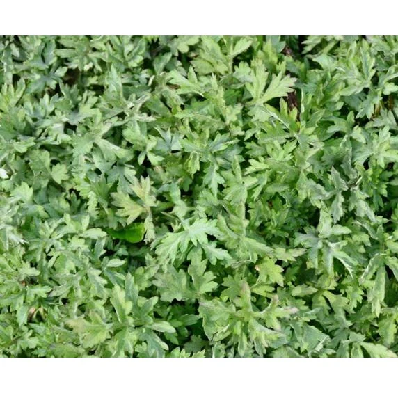 Semillas De Ajenjo, Hierba Medicinal (100% Heirloom / No Híbrido / No GMO). 300 Semillas Aprox. - Image 5