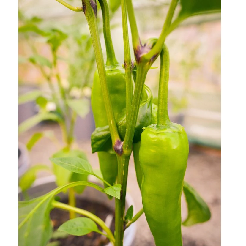 Semillas De Aji Dulce Amarillo (100% Heirloom / No Híbrido / No GMO). 50 Semillas Aproximadamente. - Image 5