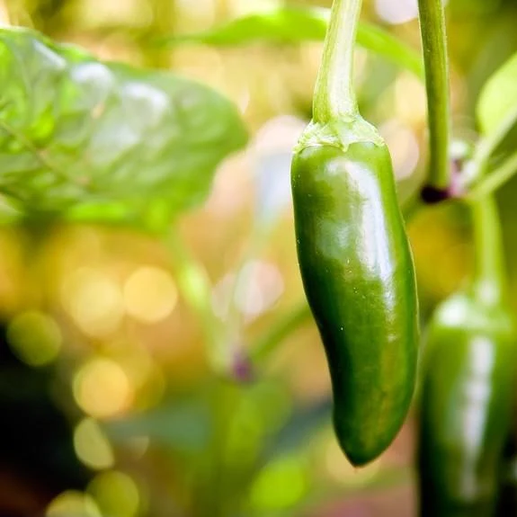 Semillas De Aji (HOT) Early Jalapeño (100% Heirloom/No Híbrido/No GMO). 15 Semillas Aproximadamente. - Image 4