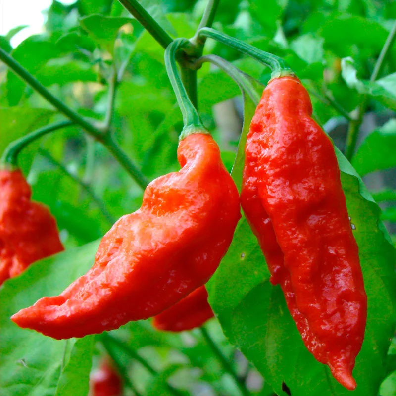 Semillas De Aji (HOT) Bhut Jolokia / Ají Fantasma (No GMO). 5 Semillas Aproximadamente. - Image 2