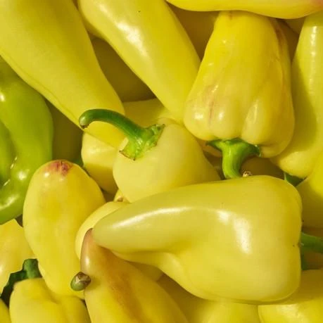 Semillas De Aji (HOT) Caloro (100% Heirloom/No Híbrido/No GMO). 10 Semillas Aproximadamente - Image 4
