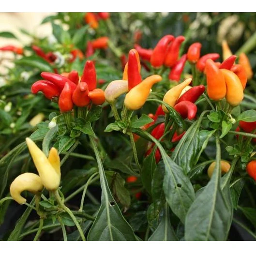 Semillas De Aji (HOT) Nu Mex Twilight (100% Heirloom/No Híbrido/No GMO). 15 Semillas Aprox. - Image 3
