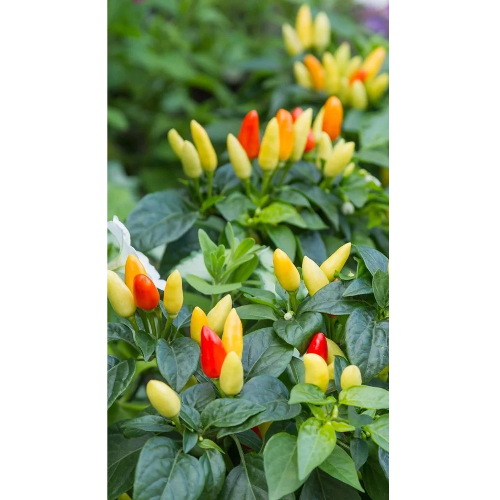 Semillas De Aji (HOT) Nu Mex Twilight (100% Heirloom/No Híbrido/No GMO). 15 Semillas Aprox. - Image 4