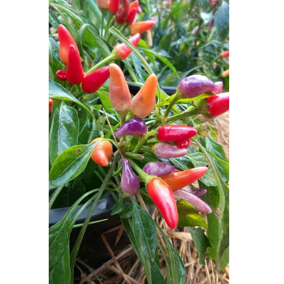 Semillas De Aji (HOT) Nu Mex Twilight (100% Heirloom/No Híbrido/No GMO). 15 Semillas Aprox. - Image 5