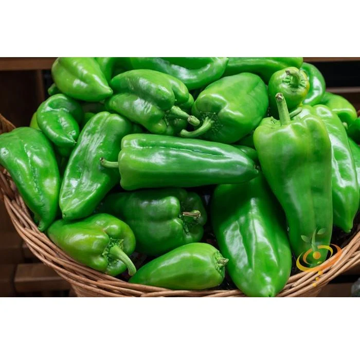 Semillas De Aji Picante Ligero, Ancho Grande (100% Heirloom/No Híbrido/No GMO). 10 Semillas Aprox. - Image 3