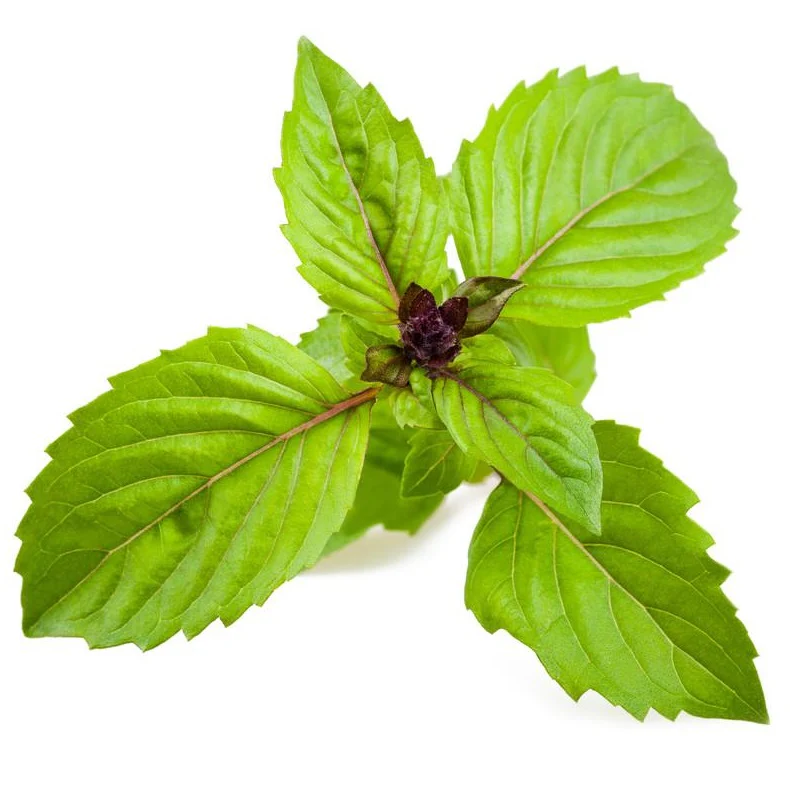 Semillas De Albahaca, Canela (100% Heirloom/No Híbrido/No GMO). 50 Semillas Aproximadamente. - Image 5