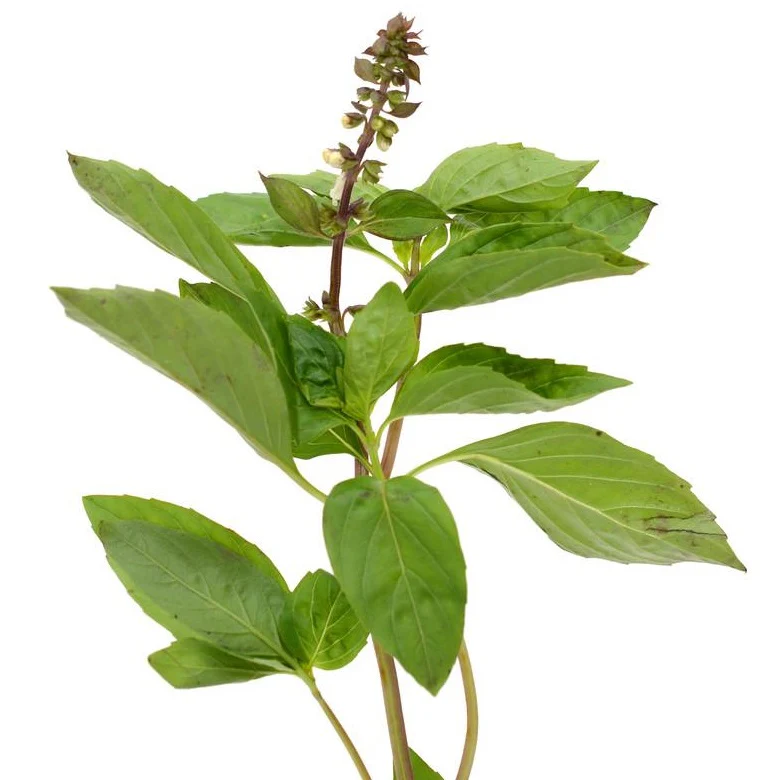 Semillas De Albahaca, Canela (100% Heirloom/No Híbrido/No GMO). 50 Semillas Aproximadamente. - Image 6