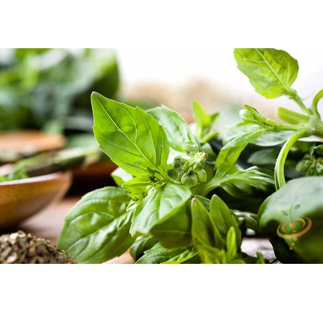 Semillas De Albahaca, Lima (100% Heirloom/No Híbrido/No GMO). 60 Semillas Aproximadamente. - Image 4