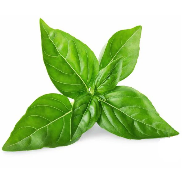 Semillas De Albahaca, Lima (100% Heirloom/No Híbrido/No GMO). 60 Semillas Aproximadamente. - Image 6