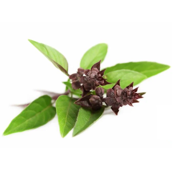 Semillas De Albahaca Regaliz (100% Heirloom/No Híbrido/No GMO). 50 Semillas Aproximadamente. - Image 3