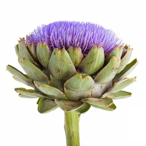 Semillas De Alcachofa, Green Globe (100% Heirloom/No Híbrido/No GMO). 10 Semillas Aproximadamente. - Image 3