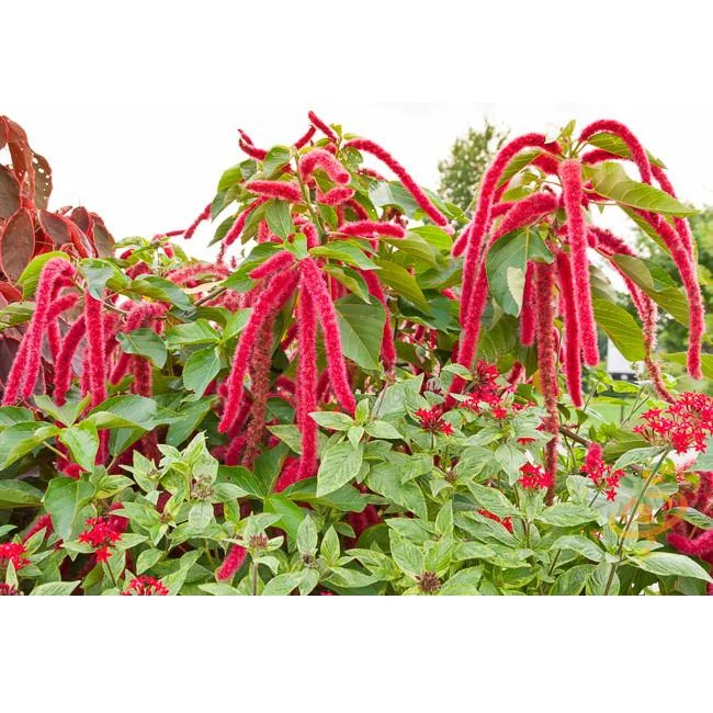 Semillas De Amaranto, Granate Rojo (100% Heirloom/No Híbrido/No GMO). 80 Semillas Aproximadamente. - Image 4