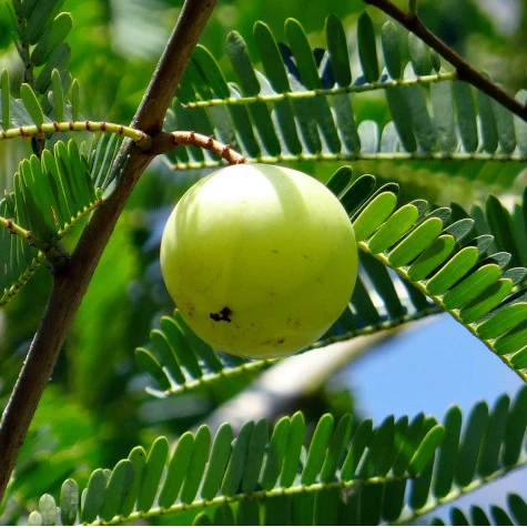 Semillas De Amla - Image 2