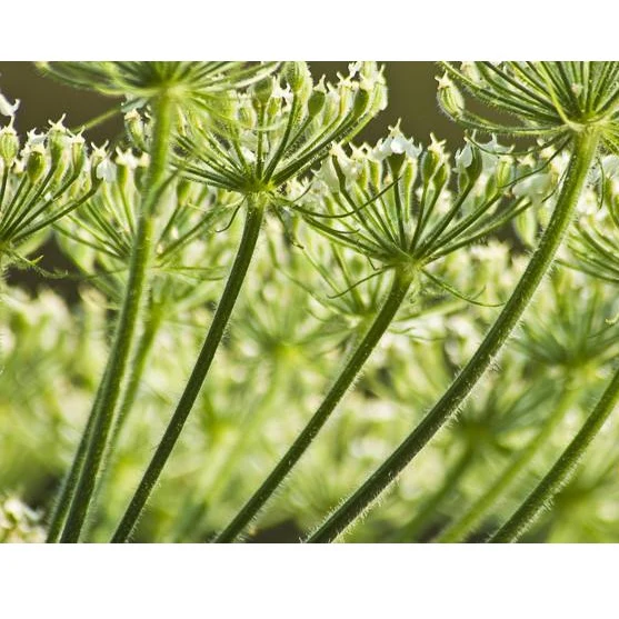 Semillas De Anis (100% Heirloom/No Híbrido/No GMO). 100 Semillas Aproximadamente. - Image 3