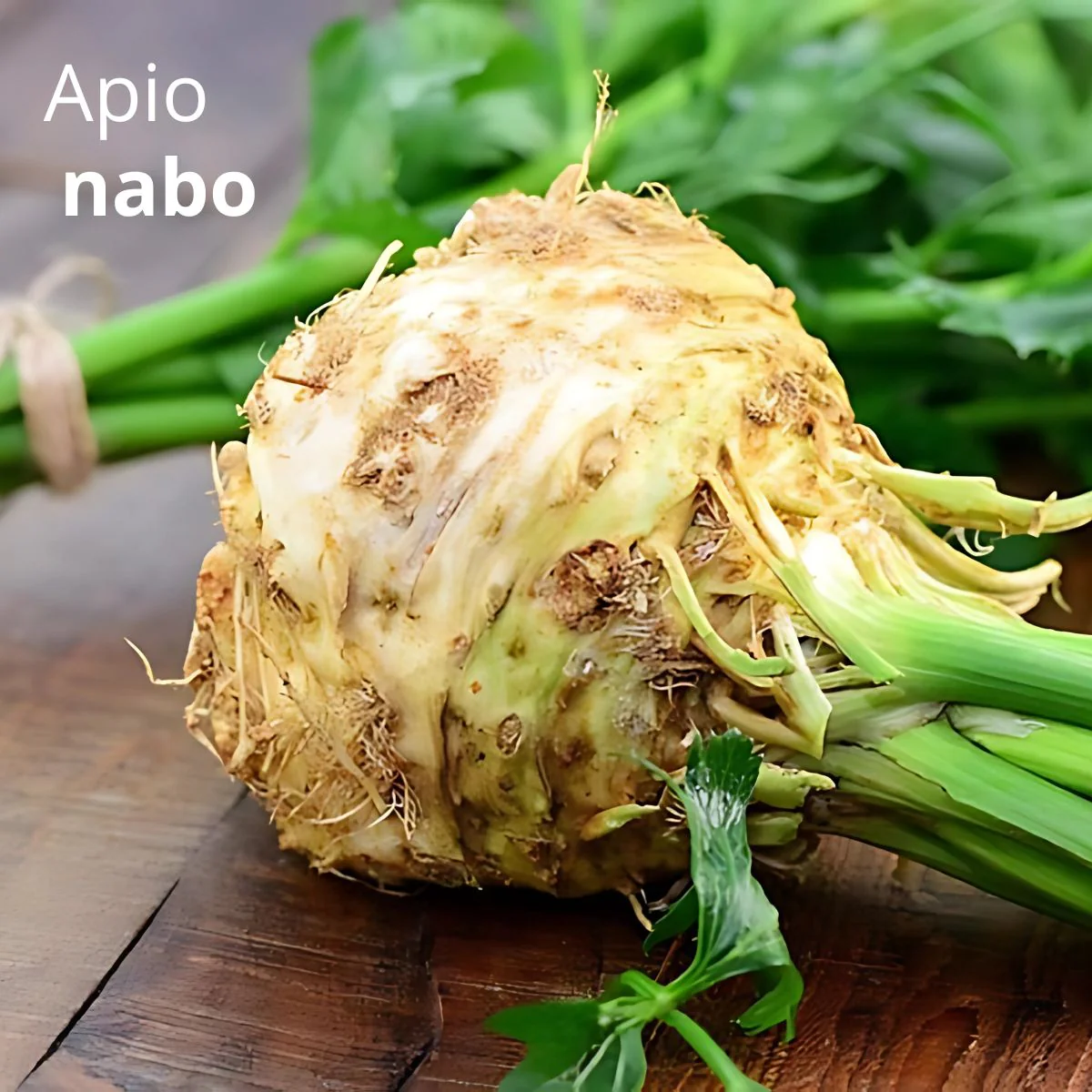 Semillas De Apio Nabo 1000 Semillas. Pack De Semillas De Apio De Raíz Para Sembrar Ideal Para Jardinería Y Huertos.