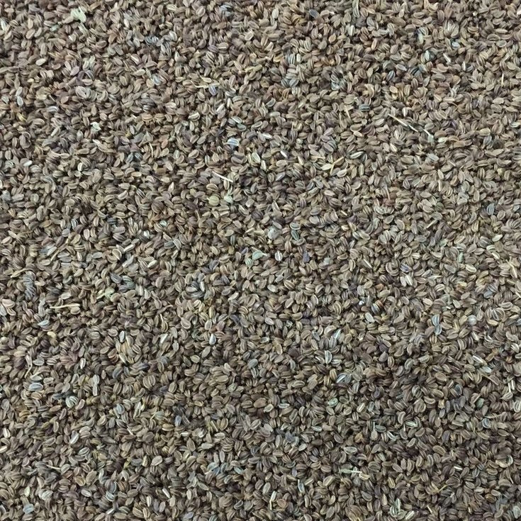 Semillas De Apio, Tendercrisp (100% Heirloom/No Híbrido/No GMO). 200 Semillas Aproximadamente. - Image 2
