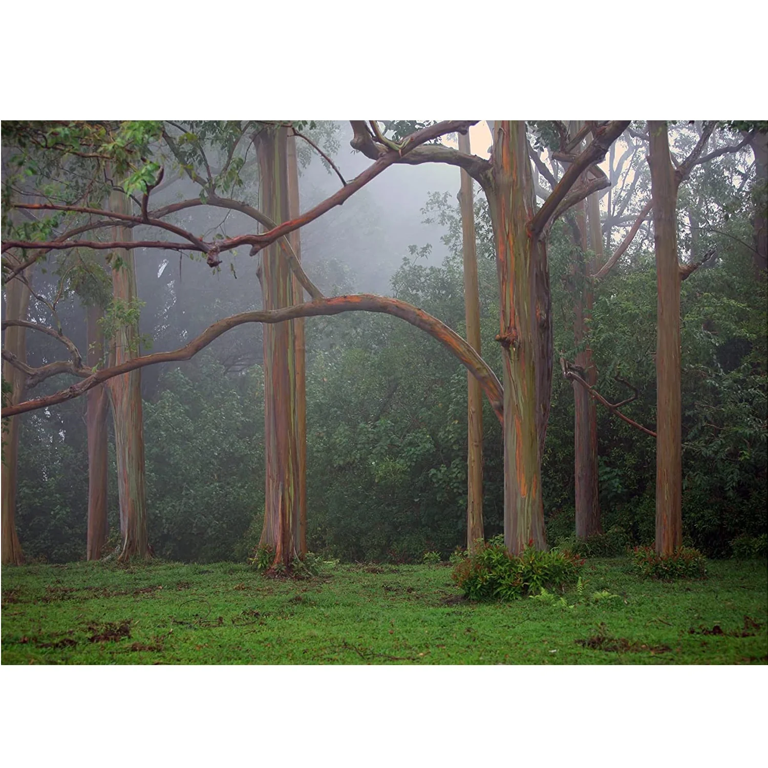 Semillas De Árbol Arcoíris De Eucalipto - Image 2
