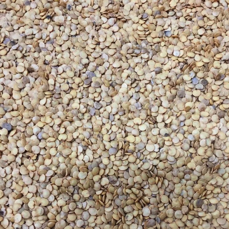 Semillas De Berenjena, Belleza Negra (100% Heirloom/No Híbrido/No GMO). 50 Semillas Aproximadamente. - Image 2