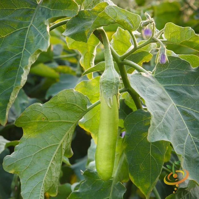 Semillas De Berenjena, Louisiana (100% Heirloom/No Híbrido/No GMO). 10 Semillas Aproximadamente. - Image 3