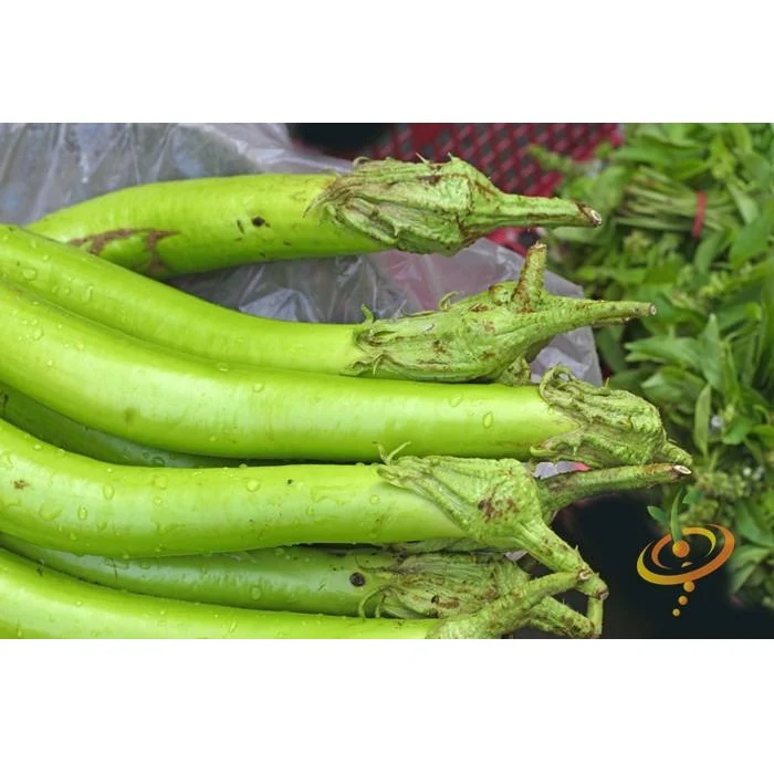 Semillas De Berenjena, Louisiana (100% Heirloom/No Híbrido/No GMO). 10 Semillas Aproximadamente. - Image 4