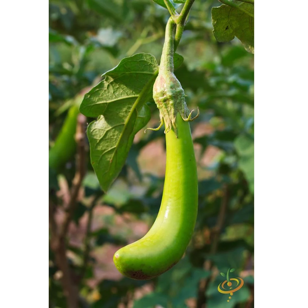 Semillas De Berenjena, Louisiana (100% Heirloom/No Híbrido/No GMO). 10 Semillas Aproximadamente. - Image 5