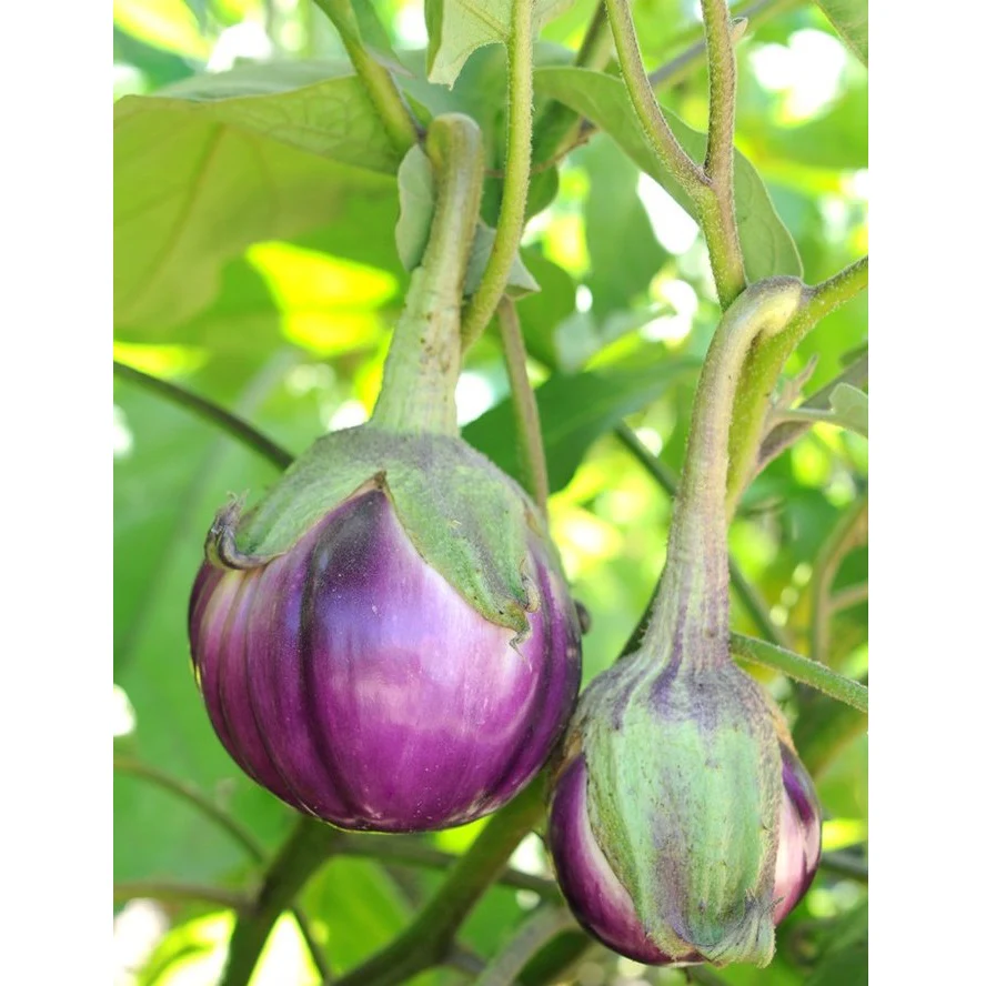 Semillas De Berenjena, Malva Redonda (100% Heirloom/No Híbrido/No GMO). 10 Semillas Aproximadamente. - Image 4