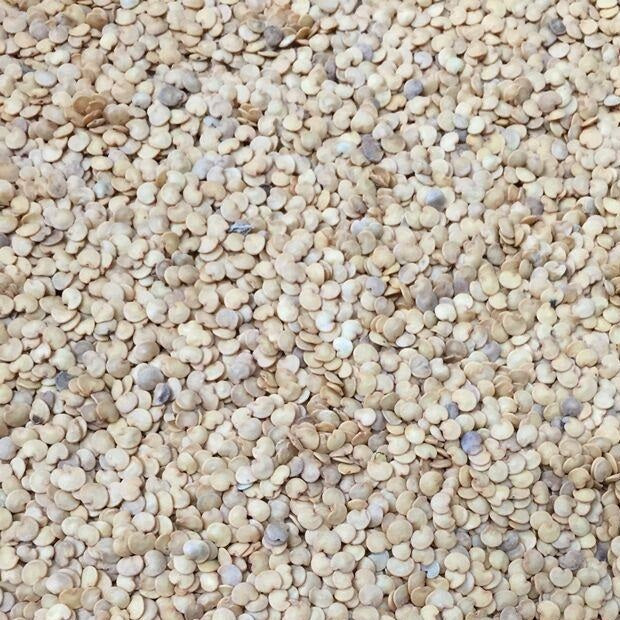 Semillas De Berenjena, Pandora (100% Heirloom/No Híbrido/No GMO). 10 Semillas Aproximadamente. - Image 2