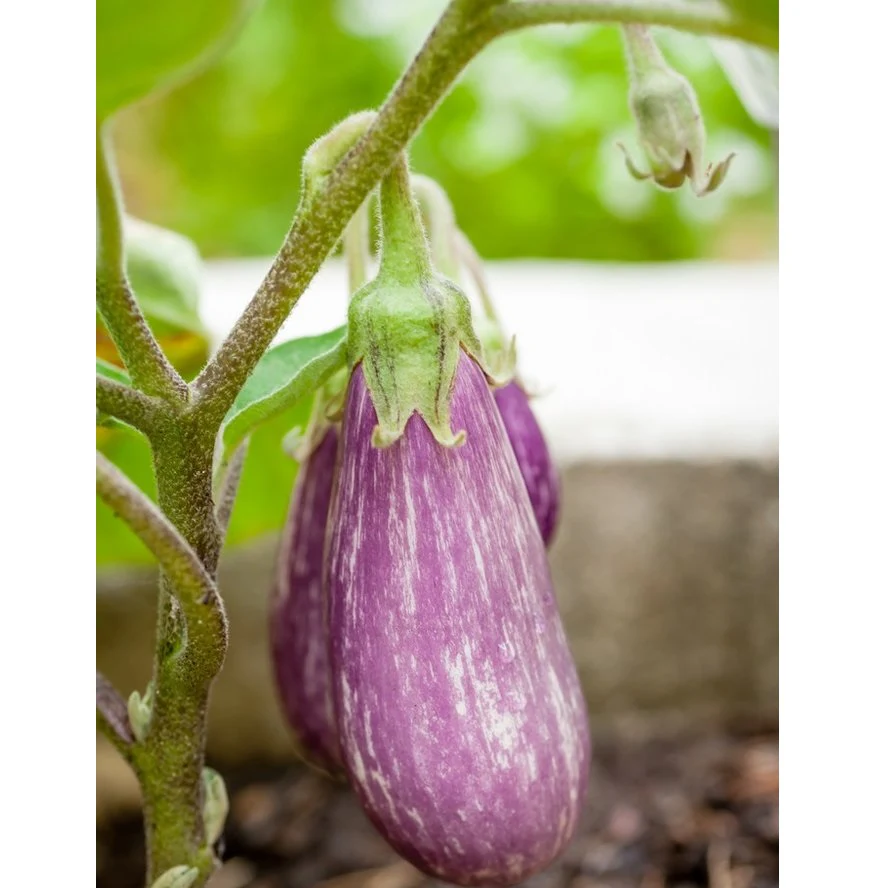 Semillas De Berenjena, Pandora (100% Heirloom/No Híbrido/No GMO). 10 Semillas Aproximadamente. - Image 3