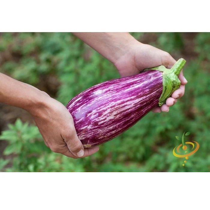 Semillas De Berenjena, Pandora (100% Heirloom/No Híbrido/No GMO). 10 Semillas Aproximadamente. - Image 4