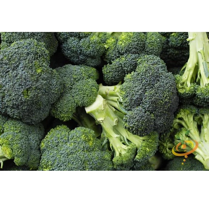 Semillas De Brocoli, Calabrese (100% Heirloom/No Híbrido/No GMO). 50 Semillas Aproximadamente. - Image 4