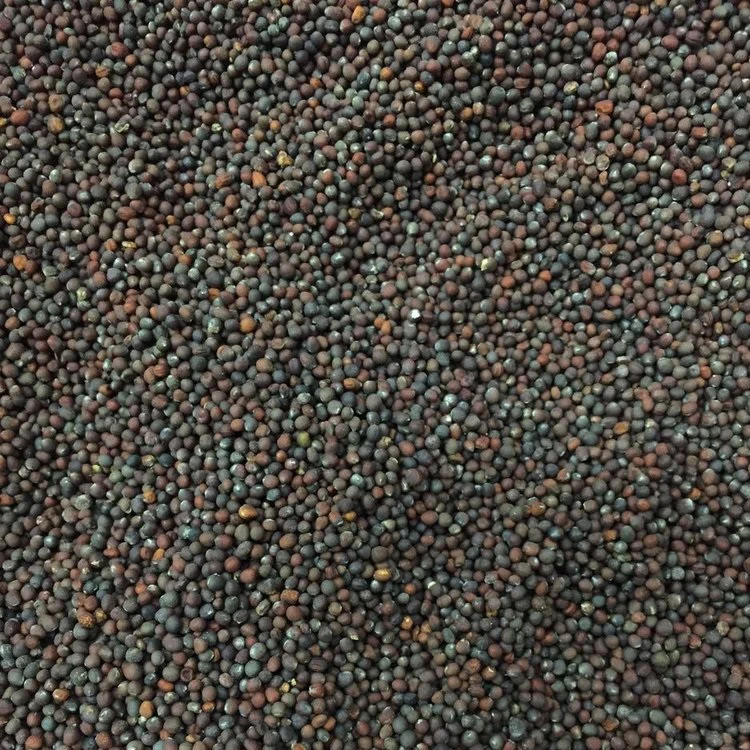 Semillas De Brocoli Morado (100% Heirloom/No Híbrido/No GMO). 20 Semillas Aproximadamente. - Image 2