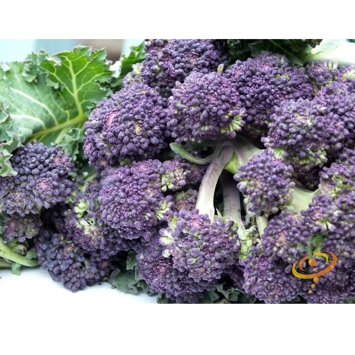 Semillas De Brocoli Morado (100% Heirloom/No Híbrido/No GMO). 20 Semillas Aproximadamente. - Image 3