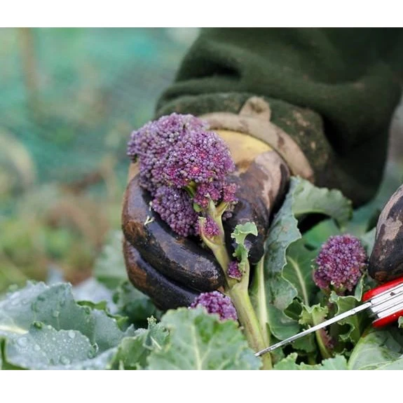 Semillas De Brocoli Morado (100% Heirloom/No Híbrido/No GMO). 20 Semillas Aproximadamente. - Image 4
