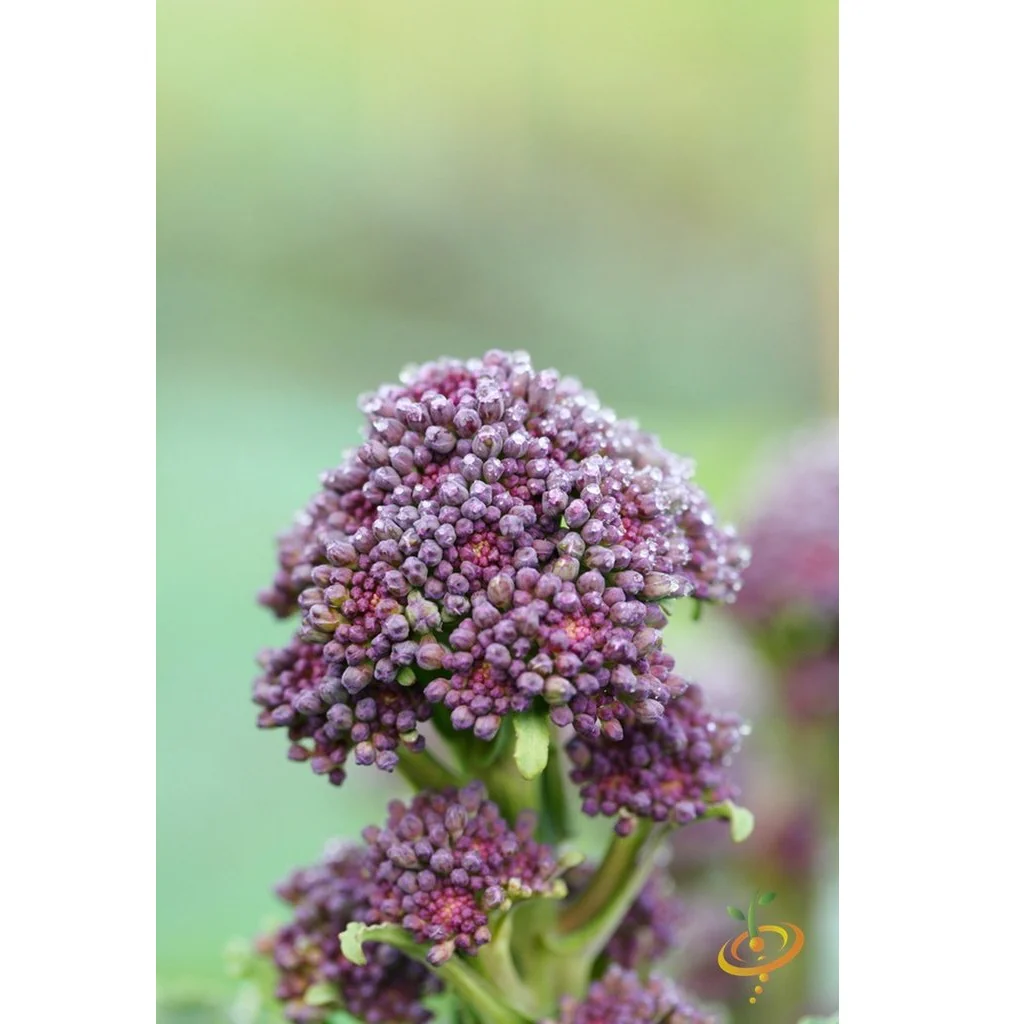 Semillas De Brocoli Morado (100% Heirloom/No Híbrido/No GMO). 20 Semillas Aproximadamente. - Image 5