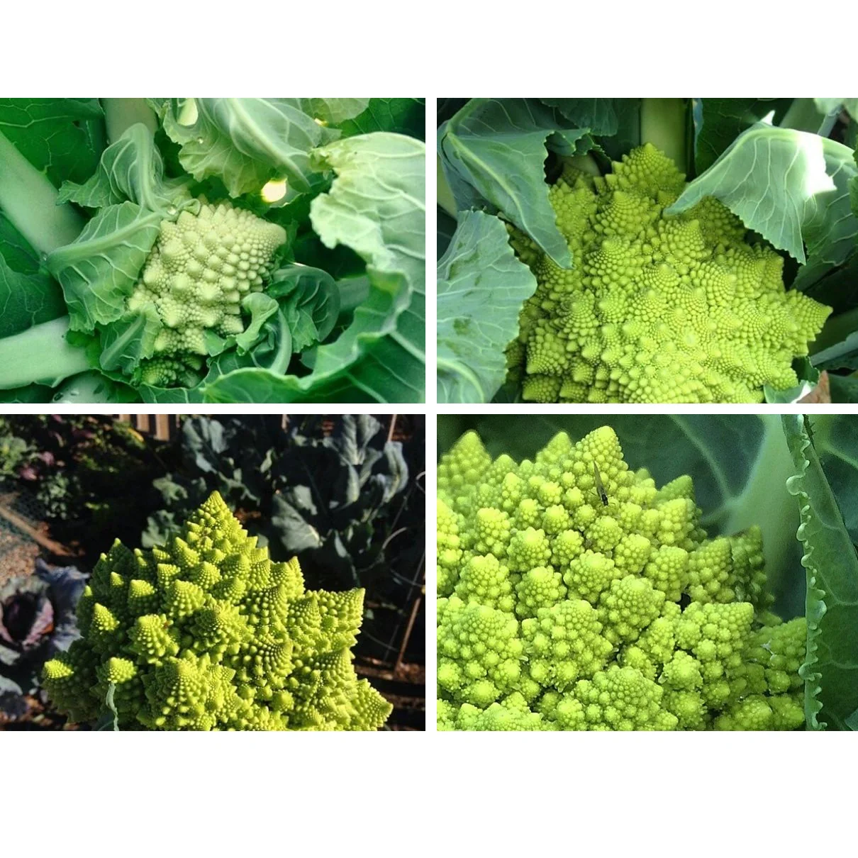 Semillas De Brocoli, Romanesco Italia (100% Heirloom/No Híbrido/No GMO). 60 Semillas Aproximadamente - Image 3