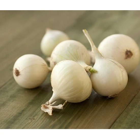 Semillas De Cebolla Pequeña, Barletta (100% Heirloom/No Híbrido/No GMO). 100 Semillas Aprox. - Image 2
