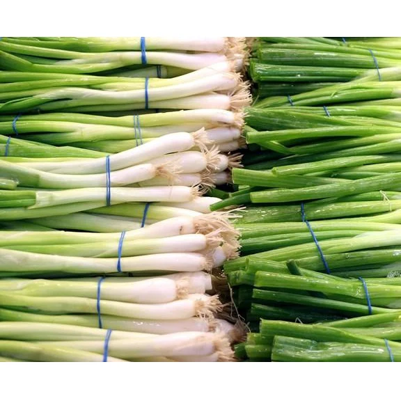 Semillas De Cebollin, Evergreen Bunching (100% Heirloom/No Híbrido/No GMO). 100 Semillas Aprox. - Image 2